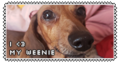 A banner of a photo of a red dachshund with the text 'I heart my weenie'.